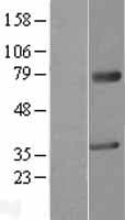 MAGEA2 Protein (Over-Expression Lysate Myc-DDK (Flag))