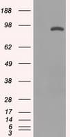 STAT1 Antibody (clone OTI15H3)