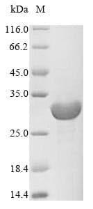 Methanothermobacter marburgensis fno Protein (Recombinant 10His, N-terminus + Myc, C-terminus)