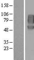Nectin-1 / PVRL1 Protein (Over-Expression Lysate Myc-DDK (Flag))