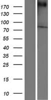 VPS13A / Chorein Protein (Over-Expression Lysate Myc-DDK (Flag))