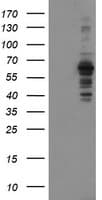 SENP2 Antibody (clone OTI1D4)