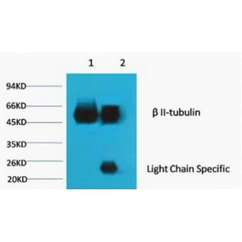 Tubulin Beta 2 Antibody (clone Mix)