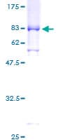 Human CCNA1 / Cyclin A1 Protein (Recombinant GST)