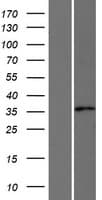 AKR1E2 Protein (Over-Expression Lysate Myc-DDK (Flag))