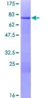 Human ICSBP / IRF8 Protein (Recombinant GST)