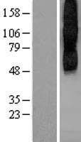 CHRM2 / M2 Protein (Over-Expression Lysate Myc-DDK (Flag))