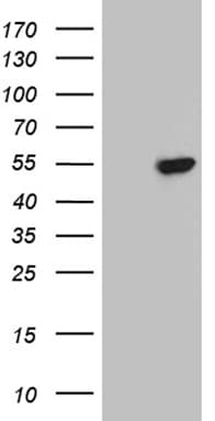 BHLHB2 / DEC1 Antibody (aa1-313, clone OTI6D6)