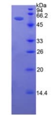 Human ICAM5 / ICAM-5 Protein (Recombinant His-GST)