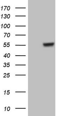 Monoclonal Mouse anti-Human GABRA5 Antibody (clone OTI1G5, aa32-259, WB)