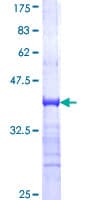 Human TRIM33 / TIF1-Gamma Protein (Recombinant GST, N-terminus)