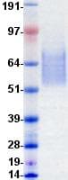 Human IBSP / Bone Sialoprotein (Recombinant DDK (Flag)-10His, C-terminus)