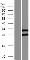 ROPN1B Protein (Over-Expression Lysate Myc-DDK (Flag))