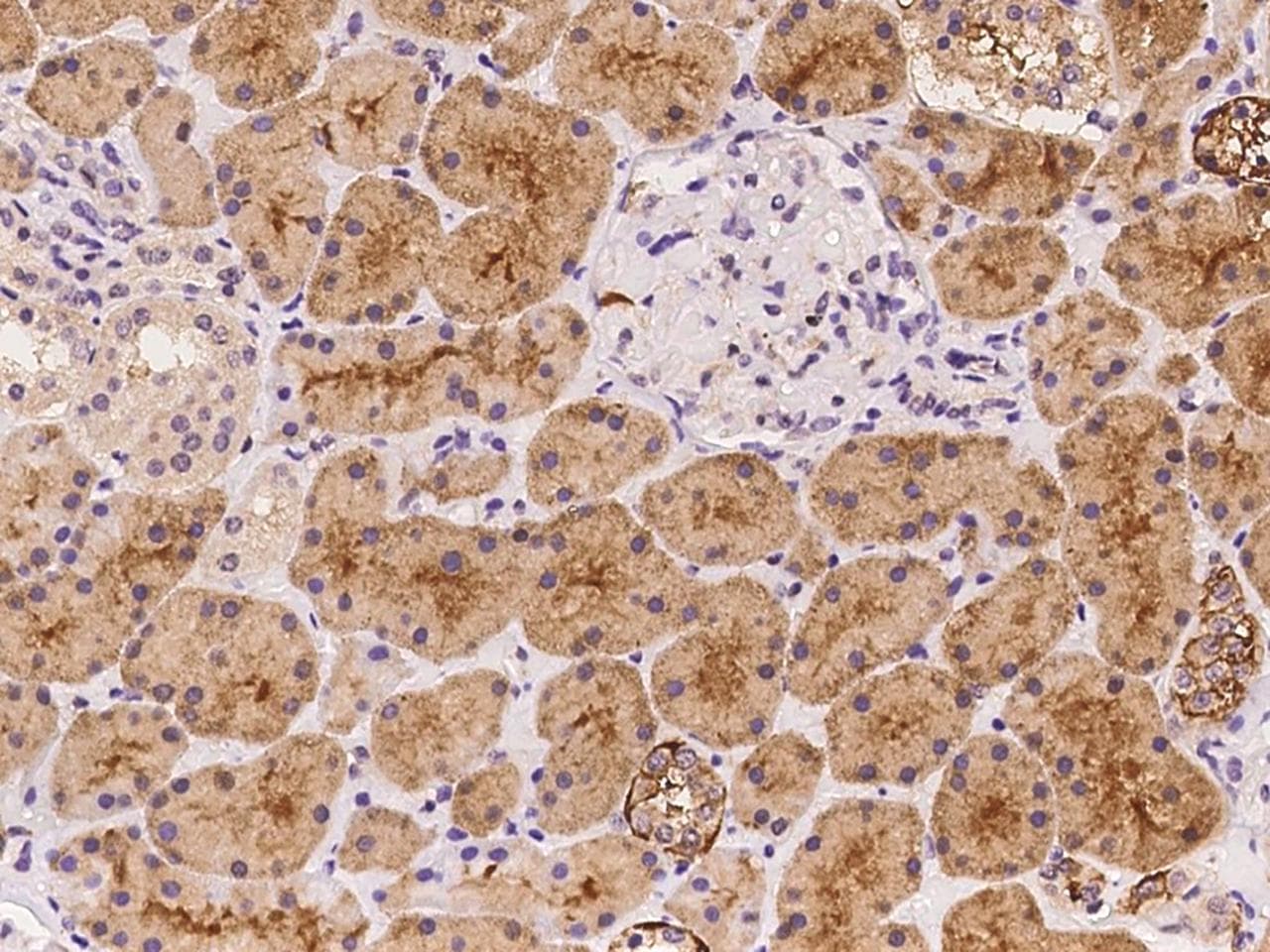 PARD6A / PAR6 Antibody