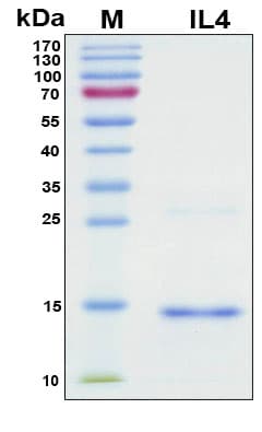 Human IL4 Protein (Recombinant 6His, N-terminus)