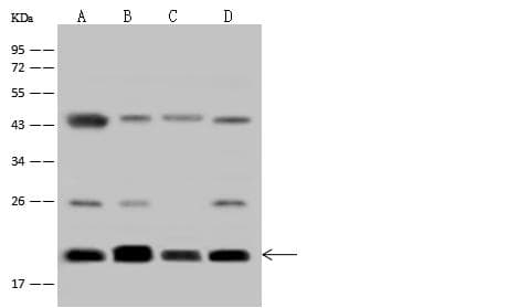 RALB Antibody