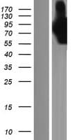 PALLD / Palladin Protein (Over-Expression Lysate Myc-DDK (Flag))