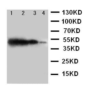 TICAM1 / TRIF Antibody (aa692-712)