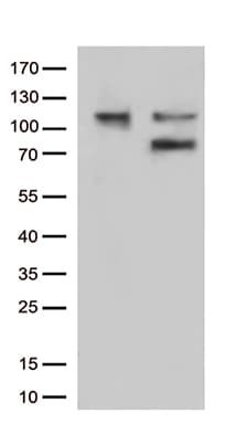 EZR / Ezrin Antibody (clone OTI1F3)