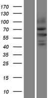 NEDL2 / HECW2 Protein (Over-Expression Lysate Myc-DDK (Flag))