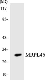 MRPL46 Antibody (aa103-152)
