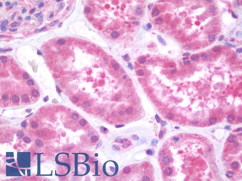 IHC-plus™ CXCL11 Antibody (clone 3C1)