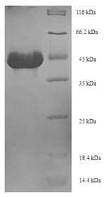Bacillus subtilis aprE Protein (Recombinant 6His-SUMO, N-terminus)