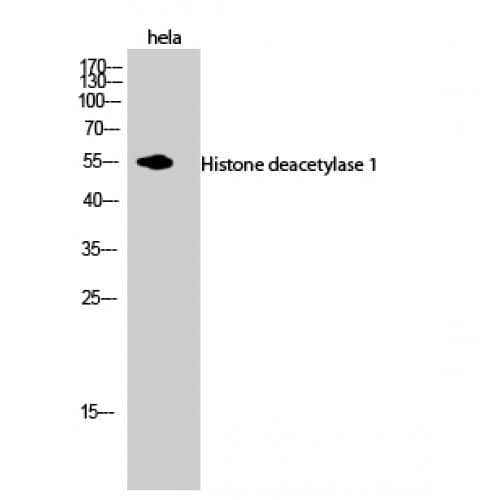 HDAC1 Antibody (410-490 aa, C-terminal)