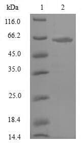 Mouse NRF1 / NRF-1 Protein (Recombinant 6His-SUMO, N-terminus)