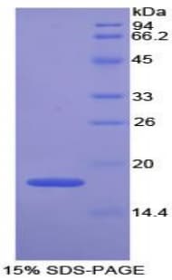 Mouse GPX4 / MCSP Protein (Recombinant His-T7)