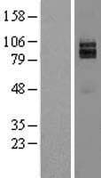 NRG1 / Heregulin / Neuregulin Protein (Over-Expression Lysate Myc-DDK (Flag))