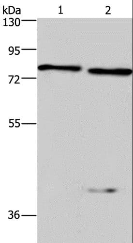 COL4A3BP / CERT Antibody