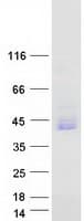Human FST / Follistatin Protein (Recombinant Myc-DDK (Flag))