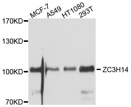 ZC3H14 Antibody