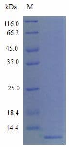 Mouse CCL22 / MDC Protein (Recombinant)
