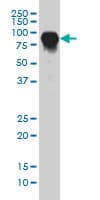 Monoclonal Mouse anti-Human CD55 Antibody (clone 1G3, WB)