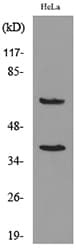 Polyclonal Rabbit anti-Human DNAM-1 / CD226 Antibody (WB)