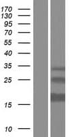 ERGIC1 Protein (Over-Expression Lysate Myc-DDK (Flag))