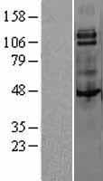 Human CSF1R / CD115 / FMS Protein (Over-Expression Lysate Myc-DDK (Flag))