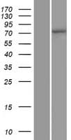 Cullin 4A / CUL4A Protein (Over-Expression Lysate Myc-DDK (Flag))