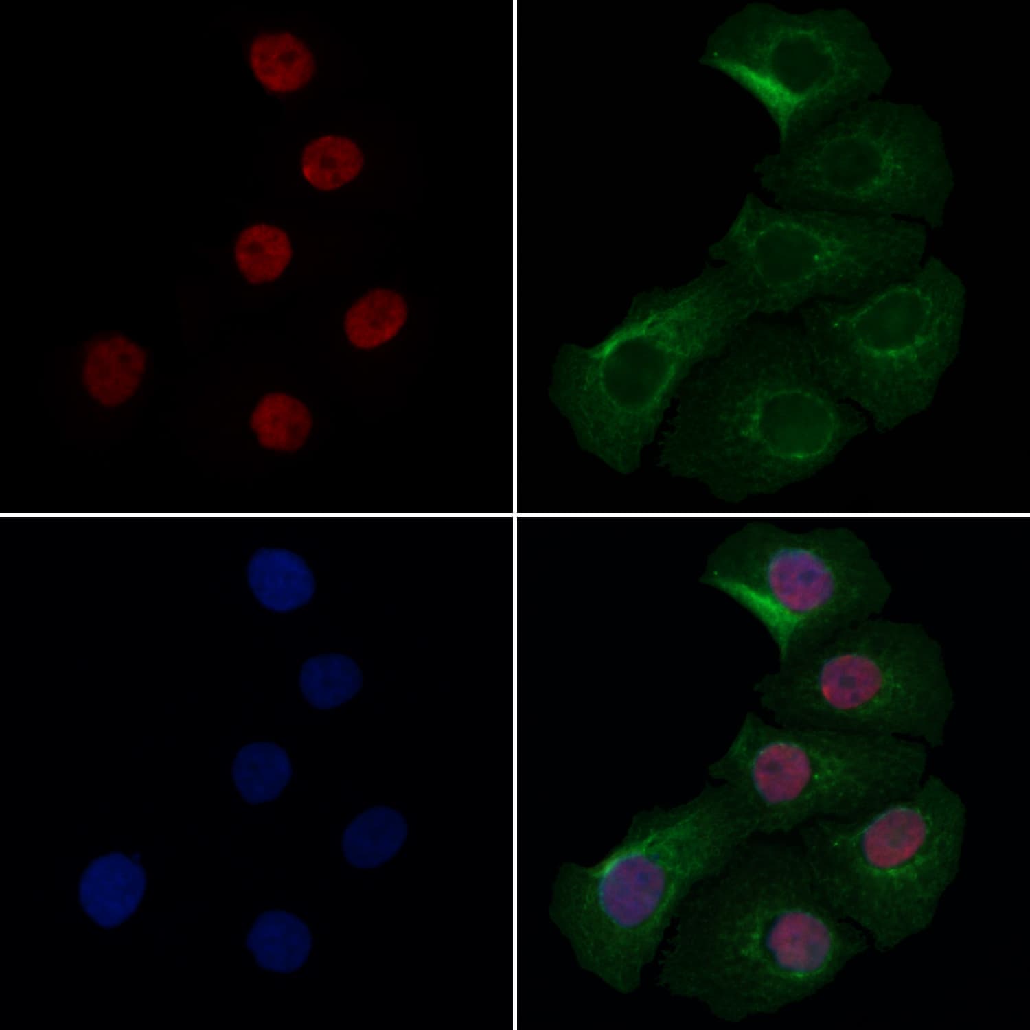 COMMD5 Antibody