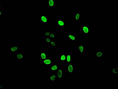 HIST1H3A Antibody