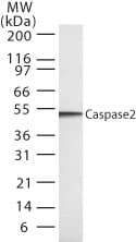 Monoclonal Mouse anti-Human CASP2 / Caspase 2 Antibody (clone 18E809.3, WB)