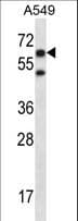CHFR Antibody (aa476-504)