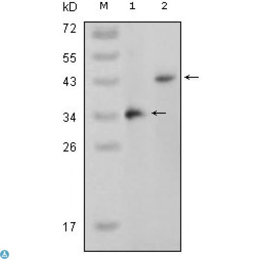 MAPK11 / SAPK2 / p38 Beta Antibody