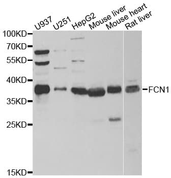 FCN1 / Ficolin-1 Antibody