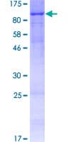 Human PGBD2 Protein (Recombinant GST)