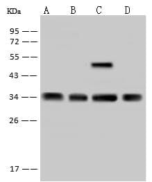 EXOSC2 / RRP4 Antibody