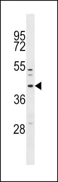 MFF Antibody (aa133-162)