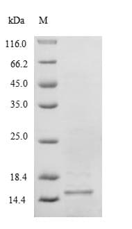 Human SELM / Selenoprotein M (Recombinant)